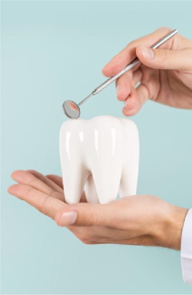 Una mano regge un grande dente modello bianco con uno specchietto